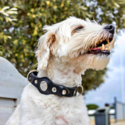 Dog collar with AirTag silver hardware